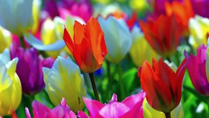 Emel Taşçıoğlu-Sunayıda Deli Gönül Sunayı