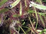 Carnivorous Plants II      (Natural Selection)  High Quality
