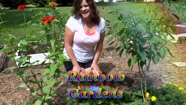 13' Long Sweet Potato Vine Produced Potatoes! Harvesting the Leaves and Tubers Of the Vines