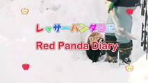 飼育員さんについていくレッサーパンダ~Red Pandas followed close behind the Keeper