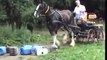 Horse Drawn Promotions - Breaking horses to harness