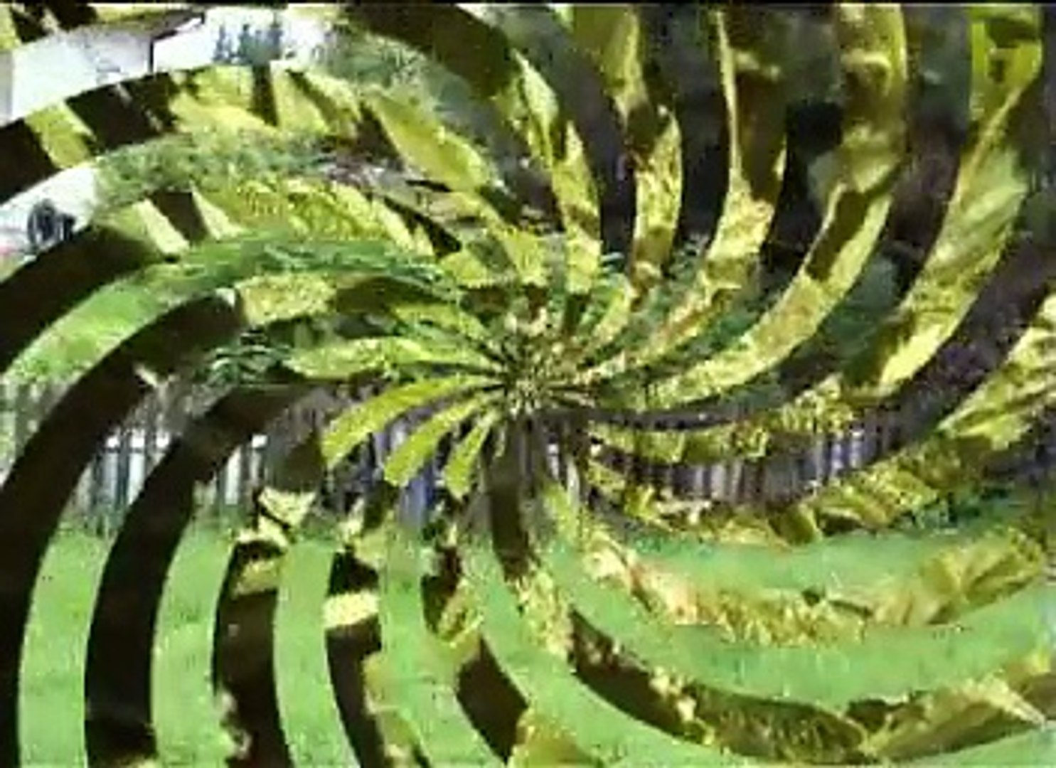 Cannabis Growing In Switzerland