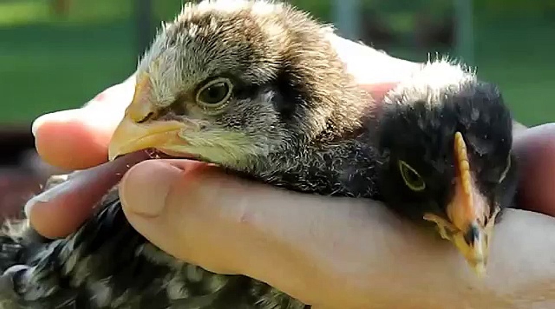 How To Tell Hens From Roosters With 3 Week Old Chicks Video Dailymotion