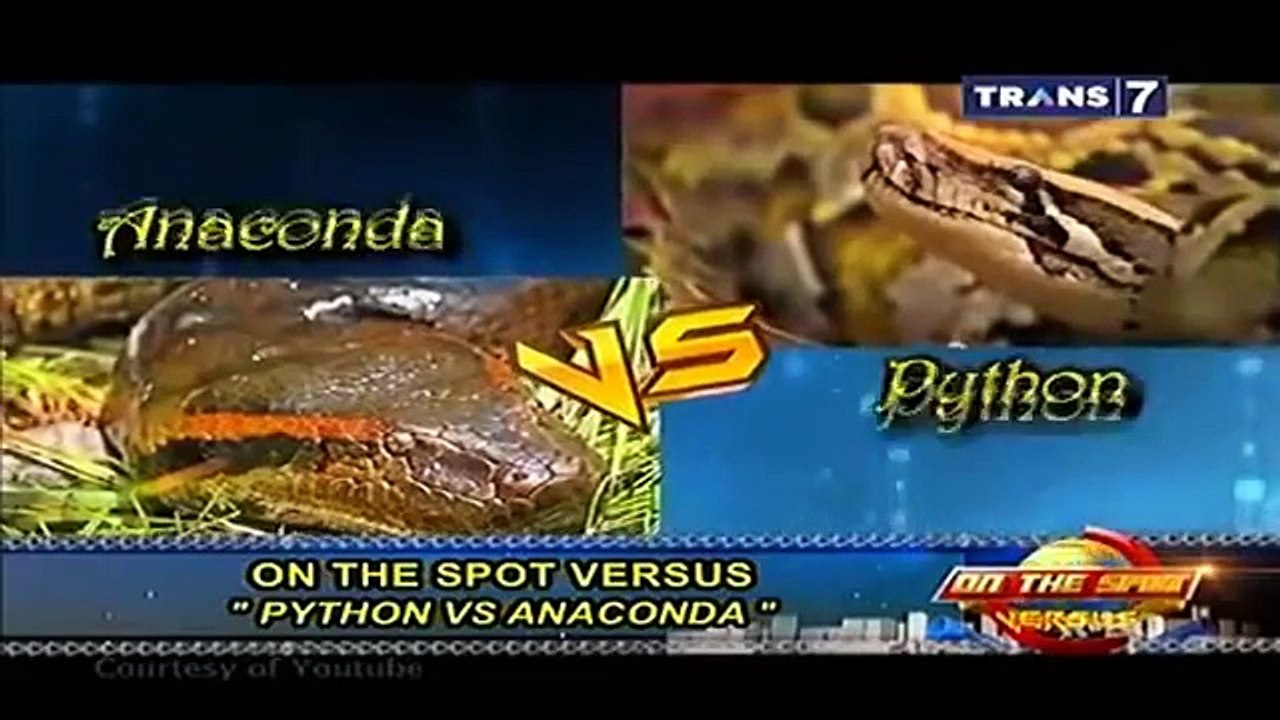 Ular Terbesar di Dunia 2015 Ular Terbesar terpanjang ular hidup/mati ular raksasa ular vs naga buaya