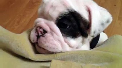 Aşırı derecede sinirli olan yavru köpekcik