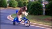 Amazing dog tricks Funny and awesome dog compilation