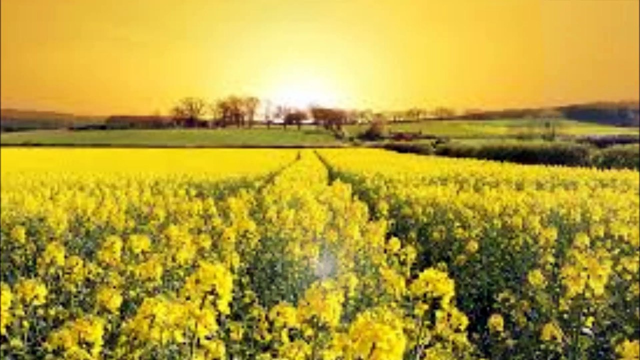 Current 93 & HÖH- Fields Of Rape ( Sightless Return)