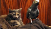 Funny parrot messing with cat