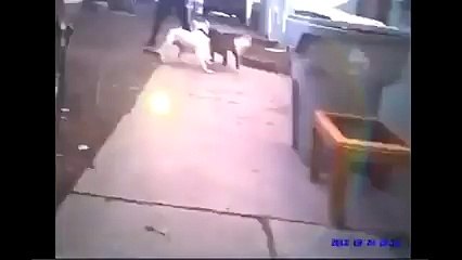 Yine insanlar tarafından vahşi yetiştirilmiş bir hayvan ve sonuç malesef çok kötü..