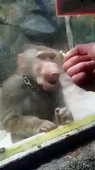 Monkey's reactions- Funny video