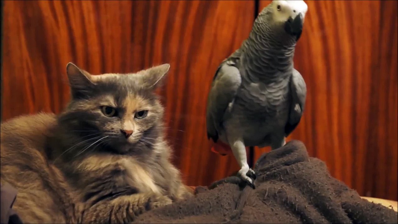 Un perroquet embête un chat... Courageux!