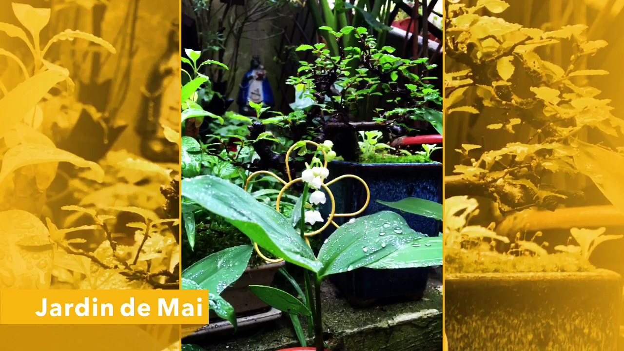 14Avenue : Jardin de Mai après la pluie