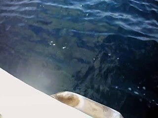 MORDOĞAN 'da Mercan avı