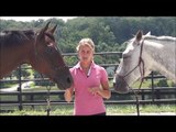How Horse Conformation Affects Performance and Soundness