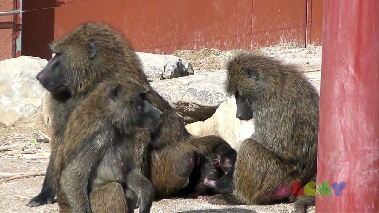 아누비스 개코 원숭이 ( Anubis Baboon )