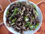 Grillons, vers, fourmis, un espoir pour les enfants du Laos