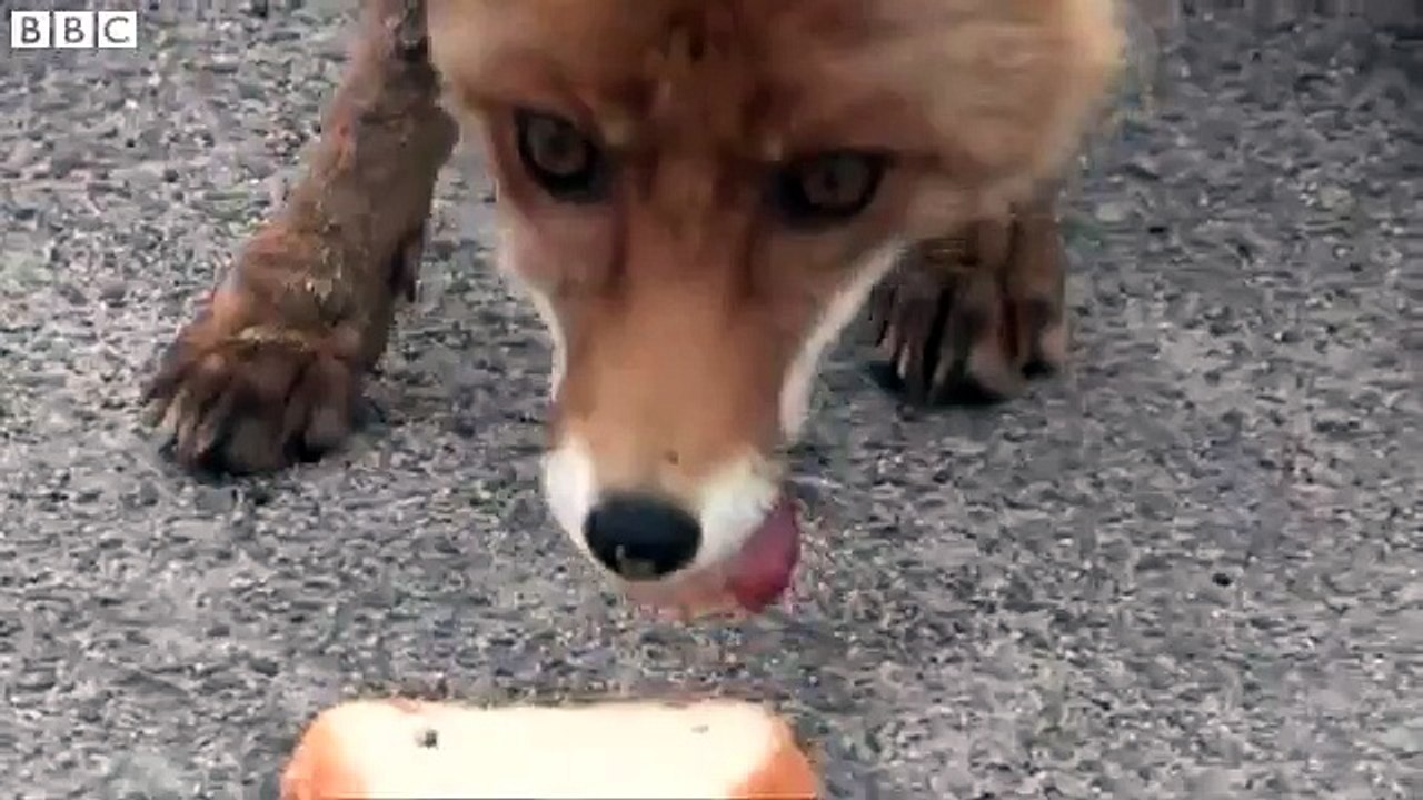 A Tchernobyl, les renards se font des sandwichs !