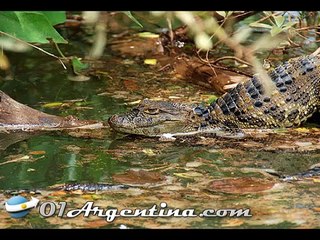Iguazu Falls Jungle tours