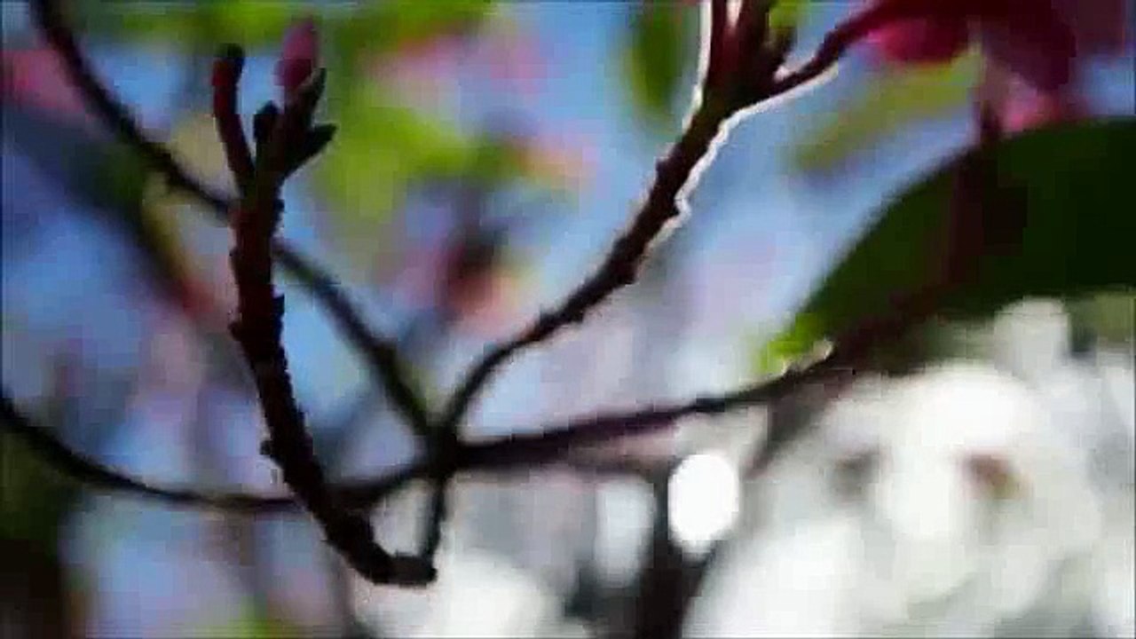 Surah Al-Fatiha, Al-Ikhlas, Al-Falaq, An-Nas, Ayat Al-Kursi & Du'a | Mahir Al Muaiqly