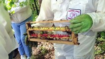 DC Honeybees TV 5-5-13 Queen Rearing with Dr. Larry Connor Day 2