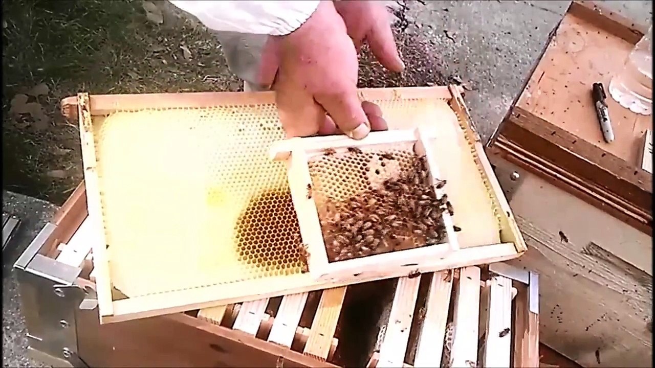 Eco Bee Box - Utah Hive Langstroth Top-Bar