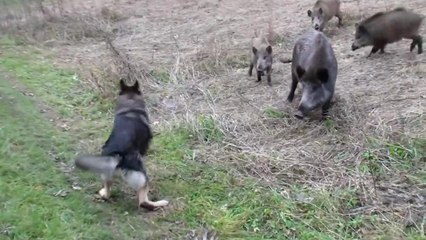 Собака и дикие кабаны