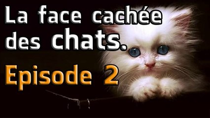 La face cachée des chats (épisode 2) [HD]