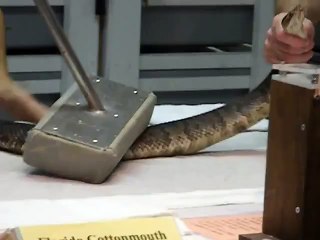 Cottonmouth Venom Extraction