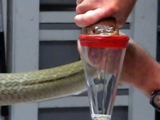 King Cobra Venom Extraction