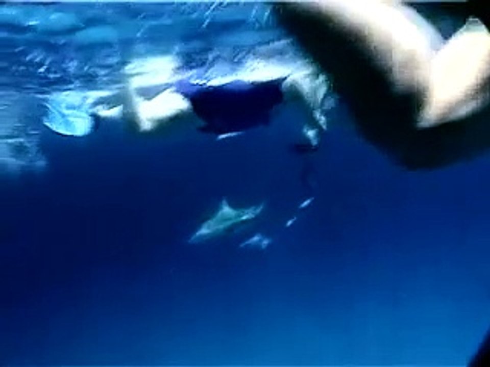 Bahamas shark possible "attack" (or Encounter) on a woman