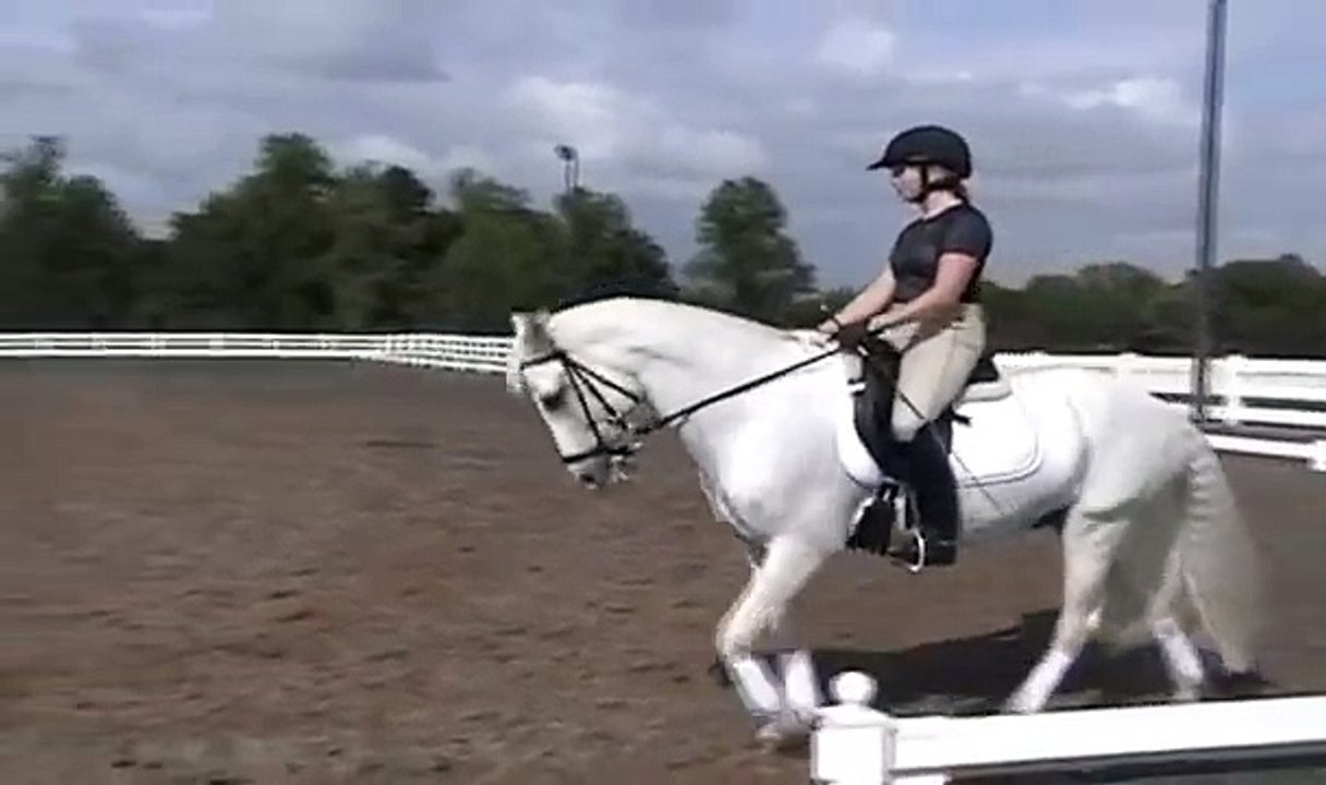 "Higgy" Connemara pony: Dressage Pony SOLD