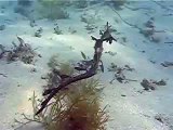 Weedy Sea Dragon