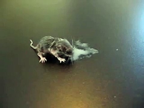 Baby field mouse eating on his own, finally, Animal Advocates, Mary Cummins