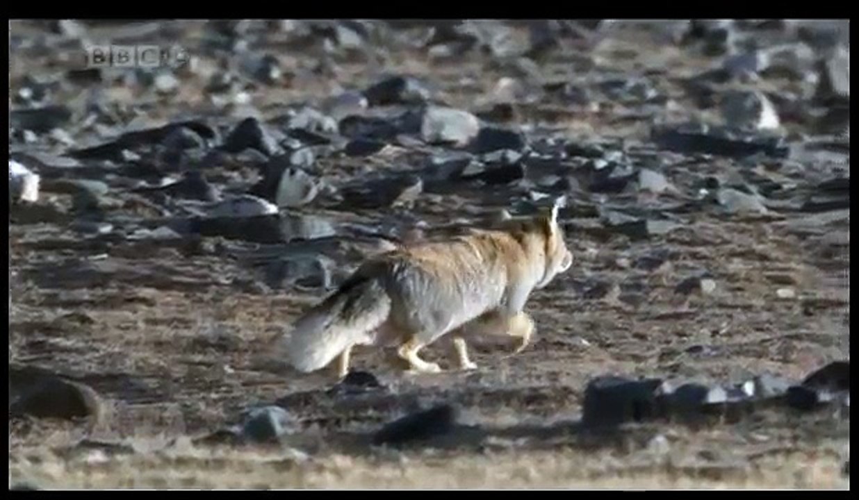 The Tibetan Fox
