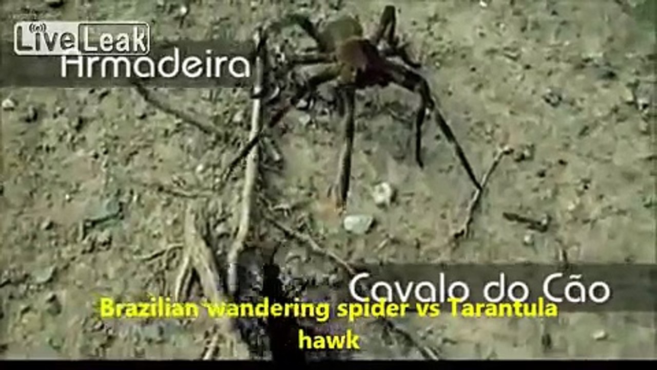 Brazilian wanderer spider vs tarantula hawk wasp scary nature