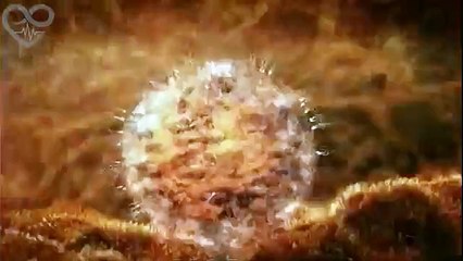 Découvrez l'évolution d'un bébé dans le ventre de sa mère durant 9 mois en 4 minutes !