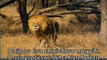 Leones Asesinos de Guepardos - Real Video de Leones Atrapando y Matando a un Guepardo.