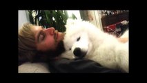 Torkel the samoyed puppy falls asleep in daddys lap!