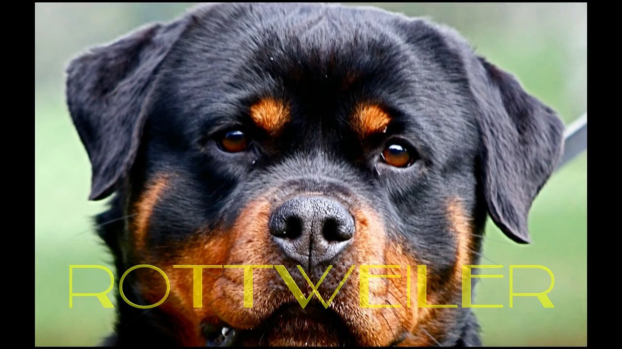 Rottweiler vs Pitbull. Pelea de Perros. Gana el....