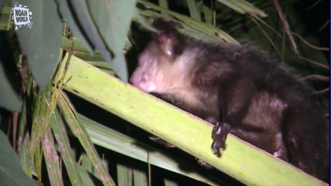 - Aye-Aye (Daubentonia madagascariensis) - une vidéo Animaux.mp4