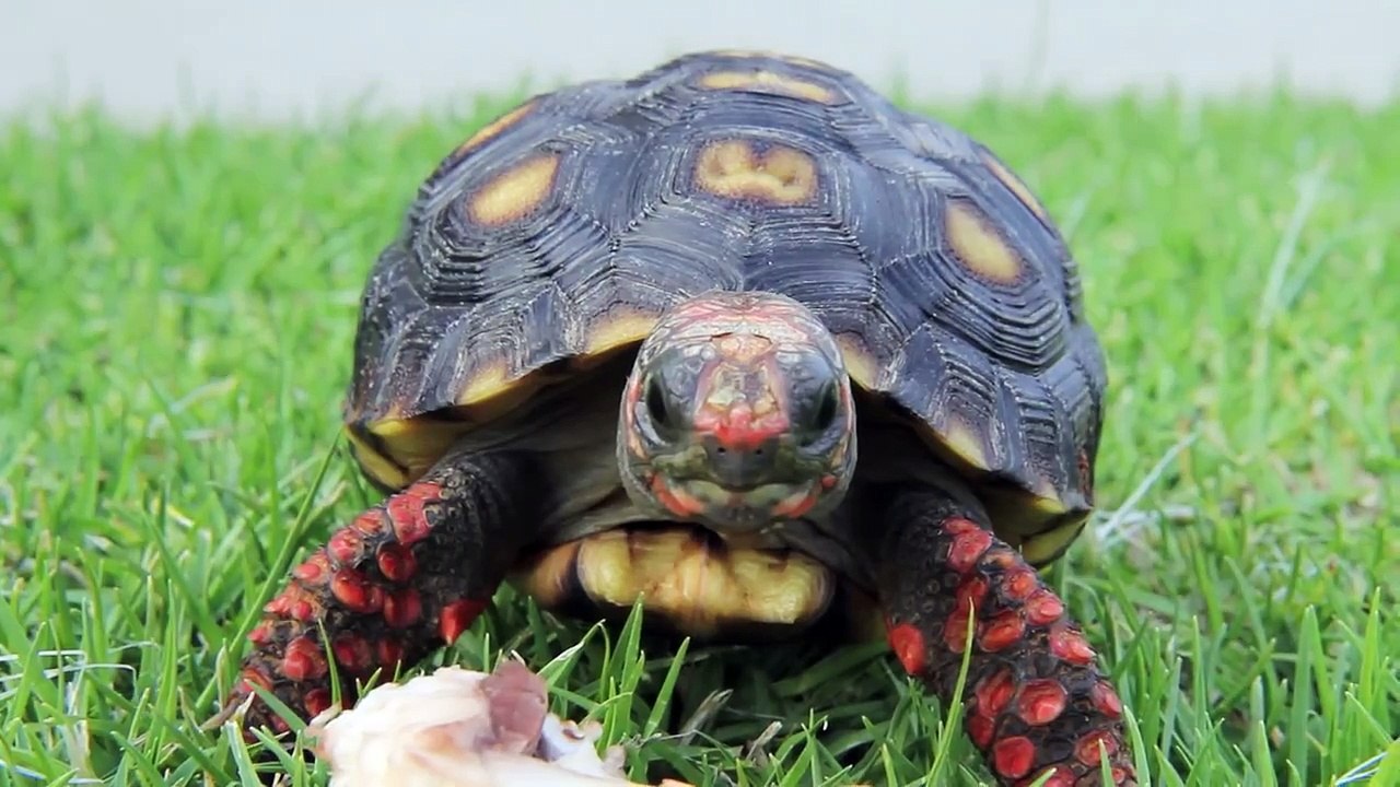 Parry Gripp - Turtle