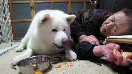 秋田犬暖かいお部屋で美味しいみかんを食べる【akita inu】