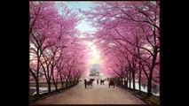 The Global Dance Project - Japanese Cherry Blossoms