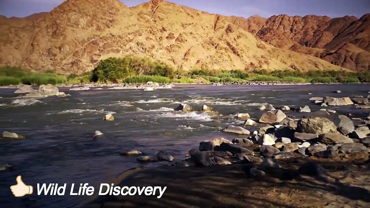 Wildlife Videos National Geographic New Discovery 2015-2016