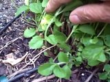 Growing Stevia in Northern California.  Sugar Alternative also called Sweet Leaf