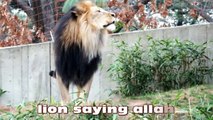 Lion Says Allah  غرائب العالم ومشاهد عجيبة لااله الا الله