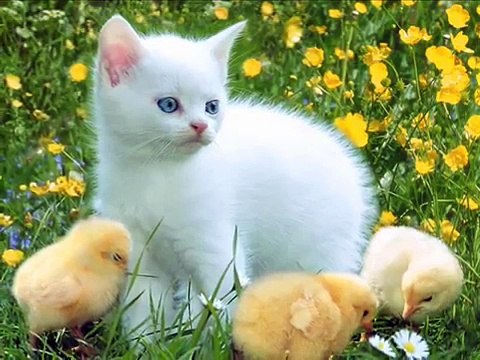 RAY CONNIFF COROS Y ORQUESTA