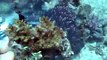 Coral Propagation at Pacific East Aquaculture
