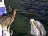 Kiss dolphins and cats