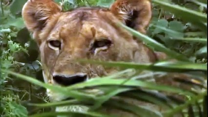 Animal Planet  Lions Hunting, Fighting documentary
